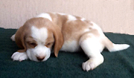 Starz Girl 3 Week 6